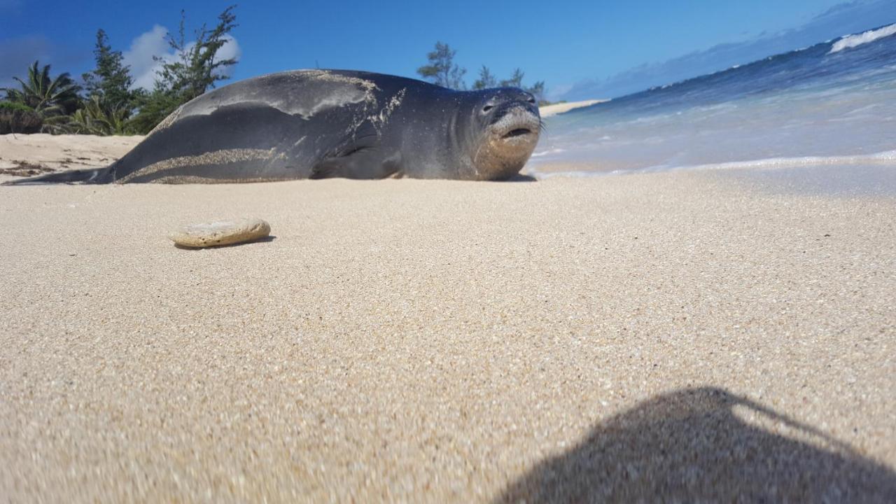 Mokule'Ia Beach Houses At Owen'S Retreat ワイアルア エクステリア 写真